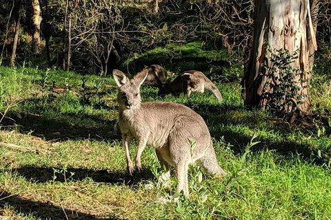 Australian Wildlife & Waterfalls Private Tour With 'Personalised Sydney Tours' - Restaurant Canberra 3