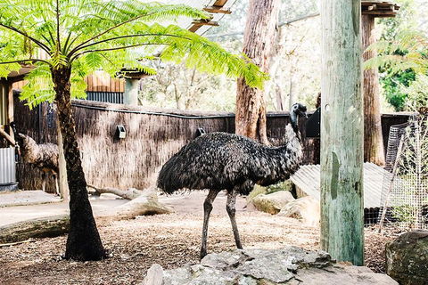 Sydney Taronga Zoo General Entry Ticket And Wild Australia Experience - Restaurant Canberra 0