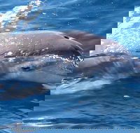 Jervis Bay Dolphin Watch Cruise - Restaurant Canberra