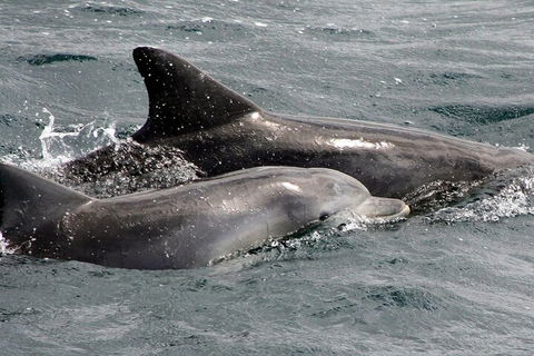 Jervis Bay Dolphin Watch Cruise - Restaurant Canberra 2