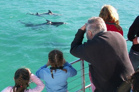 Jervis Bay Dolphin Watch Cruise - Restaurant Canberra 4