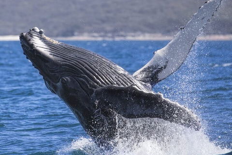 Whale Watching Jervis Bay - Restaurant Canberra 2