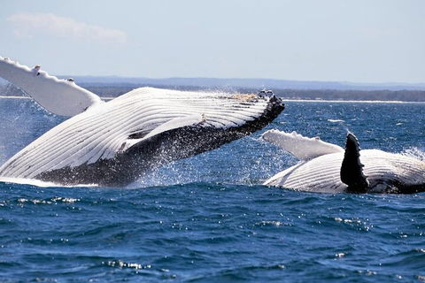 Whale Watching Jervis Bay - Restaurant Canberra 5