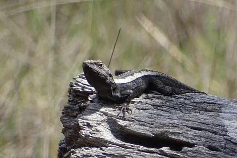 Inside The Greater Blue Mountains World Heritage - A Private Wildlife Safari Overnight - Restaurant Canberra 2
