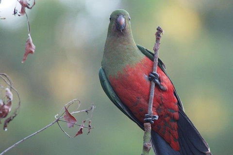 Inside The Greater Blue Mountains World Heritage - A Wildlife Safari Overnight - Restaurant Canberra 0