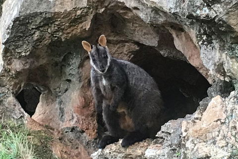 Inside The Greater Blue Mountains World Heritage - A Wildlife Safari Overnight - Restaurant Canberra 1