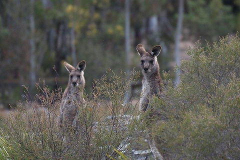 Inside The Greater Blue Mountains World Heritage - A Wildlife Safari Overnight - Restaurant Canberra 2