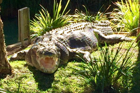 Central Coast Private Tour From Sydney, With Australian Reptile Park Option - Restaurant Canberra 4