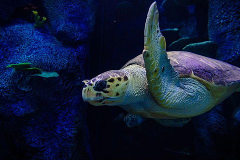 Sydney Attractions Pass: SEA LIFE Aquarium, Sydney Tower Eye, WILD LIFE Zoo And Madame Tussauds - Restaurant Canberra 1