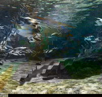 SEA LIFE Sydney Aquarium Entrance Ticket - Restaurant Canberra