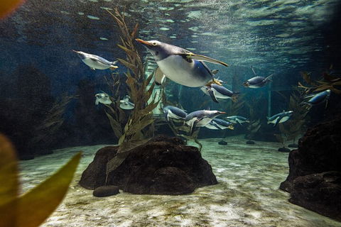 SEA LIFE Sydney Aquarium Entrance Ticket - Restaurant Canberra 0