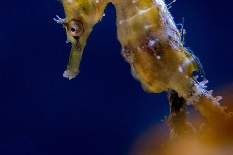 SEA LIFE Sydney Aquarium Entrance Ticket - Restaurant Canberra 4