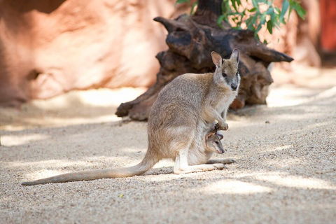 WILD LIFE Sydney Entrance Ticket - Restaurant Canberra 2