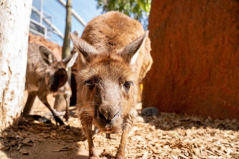 WILD LIFE Sydney Entrance Ticket - Restaurant Canberra 3