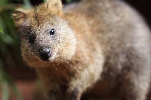 WILD LIFE Sydney Entrance Ticket - Restaurant Canberra 4