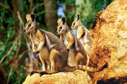Sydney Harbour Hop On Hop Off Cruise With Taronga Zoo Entry - Restaurant Canberra 4