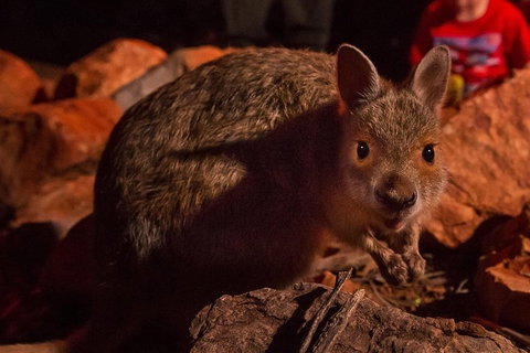 Alice Springs Desert Park Nocturnal Tour - Restaurant Canberra 3