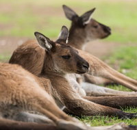 Private Ballarat and Sovereign Hill Tour from Melbourne - Restaurant Canberra