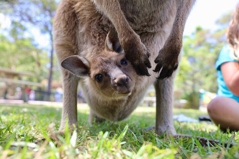 Luxury Hunter Valley Wildlife, Wine & Vodka Tasting Tour From Sydney - Restaurant Canberra 3