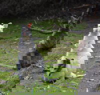 Full-Day Guided Bruny Island Tour from Hobart - Restaurant Canberra