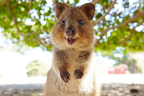 Discover Rottnest With Ferry & Bus Tour From Perth Or Fremantle - Restaurant Canberra 0
