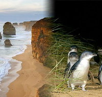 Melbourne Super Saver Great Ocean Road  Phillip Island  Attraction Pass - Restaurant Canberra