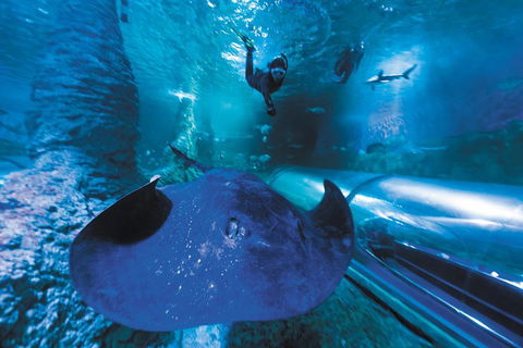 Snorkel With Sharks At AQWA - Restaurant Canberra 0