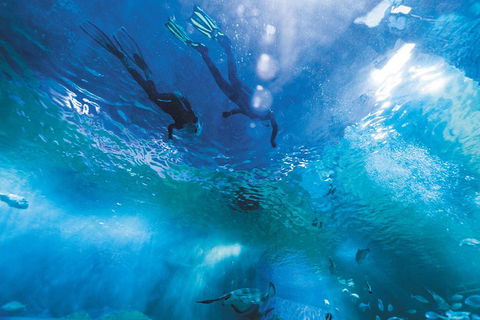 Snorkel With Sharks At AQWA - Restaurant Canberra 1