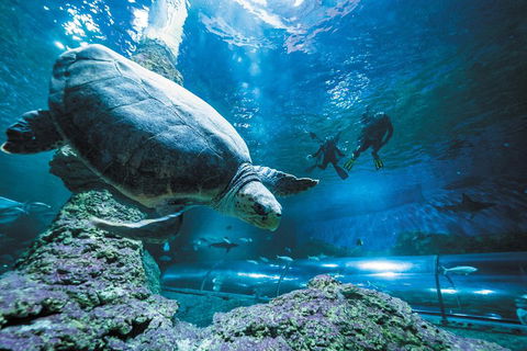 Snorkel With Sharks At AQWA - Restaurant Canberra 4