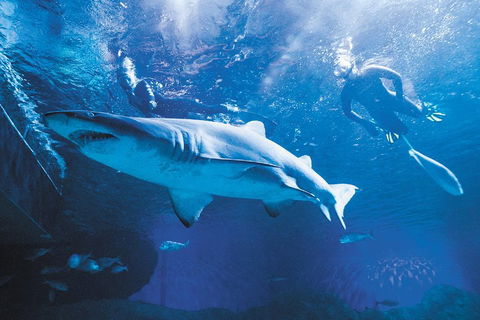 Snorkel With Sharks At AQWA - Restaurant Canberra 5