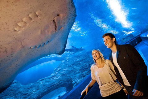 Dive With Sharks At AQWA - Restaurant Canberra 0