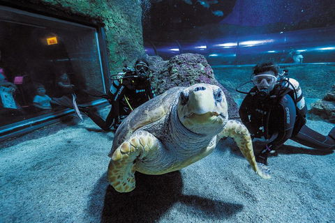 Dive With Sharks At AQWA - Restaurant Canberra 2