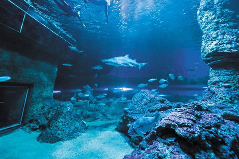Dive With Sharks At AQWA - Restaurant Canberra 3