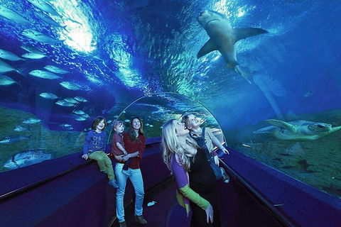 Dive With Sharks At AQWA - Restaurant Canberra 5