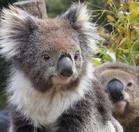 Kuranda Koala Gardens and Birdworld Admission Tickets - Restaurant Canberra