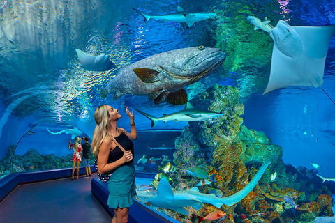 Cairns Aquarium Admission Ticket - Restaurant Canberra 3