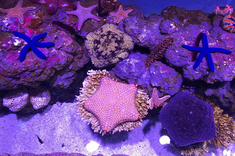 Cairns Aquarium Admission Ticket - Restaurant Canberra 5