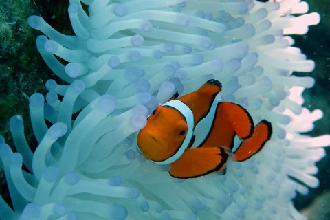 Seastar Luxury Outer Great Barrier Reef Island And Reef Tour From Cairns - Restaurant Canberra 0