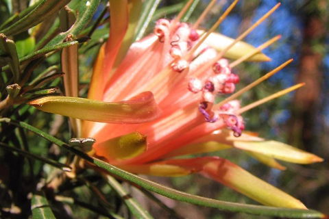 Small-Group Blue Mountains Tour With Bush Walks And Featherdale Wildlife Park - Restaurant Canberra 4