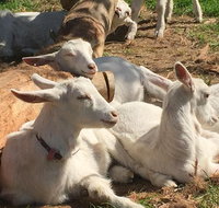 Mornington Peninsula Winery Tours with Cheese Chocolate Tastings from Melbourne - Restaurant Canberra