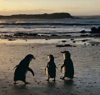 Phillip Island Penguin Parade Day Trip with Koala Conservation Reserve Visit - Restaurant Canberra