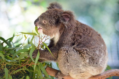 Blue Mountains Private Tour From Sydney With Featherdale Park - Restaurant Canberra 2