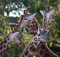 Werribee Open Range Zoo General Admission Ticket - Restaurant Canberra