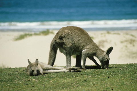 Great Ocean Road Highlights Tour - 2 Days, 1 Night - Restaurant Canberra 2